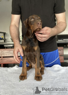 Foto №4. Ich werde verkaufen dobermann in der Stadt Belgrad. züchter - preis - verhandelt