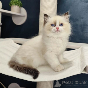 Foto №1. ragdoll-katze - zum Verkauf in der Stadt Ankum | 350€ | Ankündigung № 170875