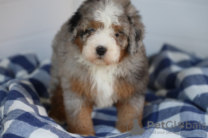 Foto №1. berner sennenhund - zum Verkauf in der Stadt München | 410€ | Ankündigung № 86614