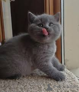 Foto №3. Chatons Britisch Kurzhaar zum Verkauf. Frankreich