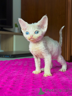 Foto №3. Charmantes Devon-Rex-Kätzchen mit weichem, lockigem Fell auf der Suche nach. Polen