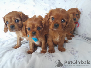 Foto №4. Ich werde verkaufen cavalier king charles spaniel in der Stadt Калифорния Сити. züchter - preis - 473€