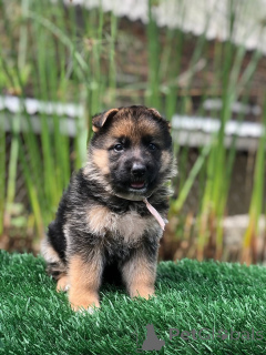 Foto №1. deutscher schäferhund - zum Verkauf in der Stadt Warnambool | verhandelt | Ankündigung № 157841