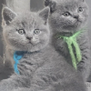 Foto №3. Britische Eleganz, Plüschmäntel und goldene Augen. Schweiz