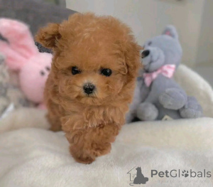 Foto №3. Zwergpudel zur Adoption. Deutschland