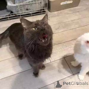 Foto №2 zu Ankündigung № 167263 zu verkaufen maine-coon-katze - einkaufen Deutschland quotient 	ankündigung