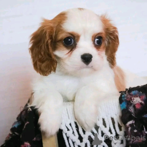 Foto №3. Kavalierkönig Charles Spaniel Welpen zur Adoption. Deutschland