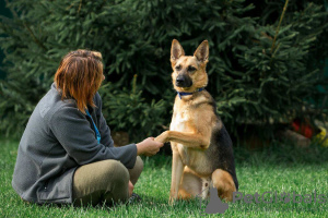 Foto №2 zu Ankündigung № 8053 zu verkaufen mischlingshund - einkaufen Russische Föderation quotient 	ankündigung