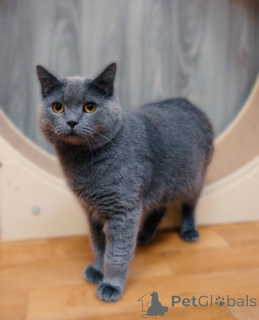 Foto №3. Der charmante Brite Winter sucht ein Zuhause und liebevolle Besitzer!. Russische Föderation