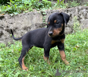 Foto №3. Dobermann Welpen - workline (sozialisiert/vorgeprägt). Serbien