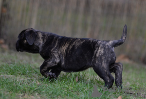 Foto №4. Ich werde verkaufen bullmastiff in der Stadt Venlo. vom kindergarten - preis - 1500€