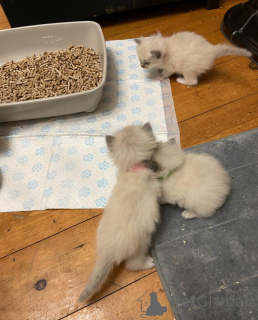 Foto №1. ragdoll-katze - zum Verkauf in der Stadt Villach | 400€ | Ankündigung № 172349