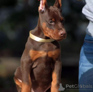 Foto №1. dobermann - zum Verkauf in der Stadt Pretoria | 804€ | Ankündigung № 50805