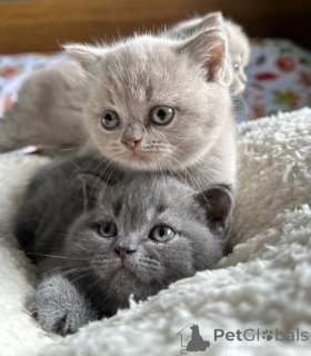 Foto №1. britisch kurzhaar - zum Verkauf in der Stadt Lausanne | 500€ | Ankündigung № 178056