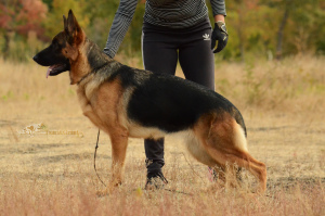 Foto №4. Ich werde verkaufen deutscher schäferhund in der Stadt Kharkov. vom kindergarten, züchter - preis - 631€