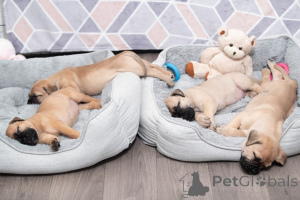 Foto №4. Ich werde verkaufen bullmastiff in der Stadt Gaver.  - preis - 500€