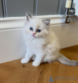 Foto №1. ragdoll-katze - zum Verkauf in der Stadt Eindhoven | verhandelt | Ankündigung № 176583