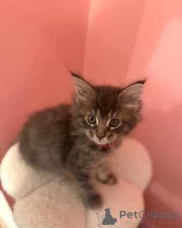 Foto №2 zu Ankündigung № 160423 zu verkaufen maine-coon-katze - einkaufen Deutschland züchter