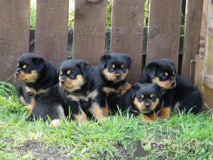 Foto №2 zu Ankündigung № 168432 zu verkaufen rottweiler - einkaufen Schweden quotient 	ankündigung, züchter