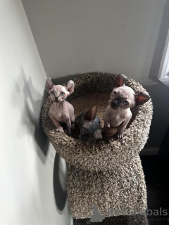 Foto №1. sphynx-katze - zum Verkauf in der Stadt Quedlinburg | 350€ | Ankündigung № 148547