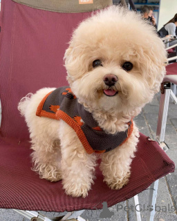 Foto №3. Süße, entzückende Malteserwelpen zu verkaufen. Kontaktieren Sie WhatsApp. Deutschland