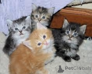 Foto №1. maine-coon-katze - zum Verkauf in der Stadt Murcia | verhandelt | Ankündigung № 176373