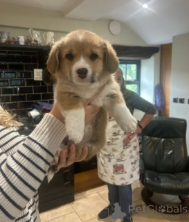 Foto №1. welsh corgi - zum Verkauf in der Stadt Berlin | verhandelt | Ankündigung № 155801