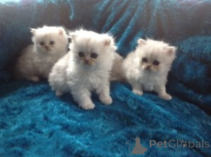 Foto №1. perserkatze - zum Verkauf in der Stadt Desuu-Roxlau | 350€ | Ankündigung № 172314