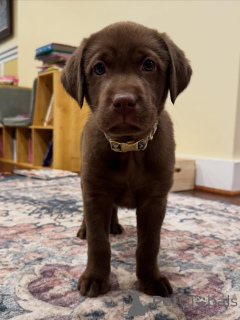Foto №2 zu Ankündigung № 163764 zu verkaufen labrador retriever - einkaufen Niederlande quotient 	ankündigung, züchter