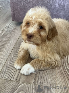 Foto №3. Goldendoodles and Labradoodles. Serbien
