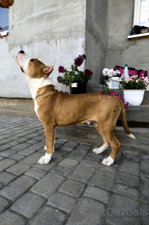 Foto №3. Amerikanischer Staffordshire Terrier. Russische Föderation