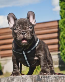 Zusätzliche Fotos: Französische Bulldoggenwelpen