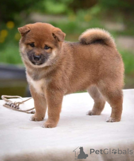 Foto №3. Welpen de Shiba Inu Zur adoppión. Deutschland
