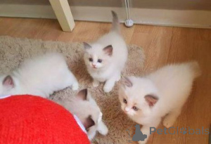 Foto №3. Léif 8 Wochen Al Ragdoll Kätzchen Gesond & Léif. Luxemburg
