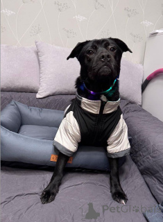 Foto №1. mischlingshund - zum Verkauf in der Stadt Moskwa | Frei | Ankündigung № 163255