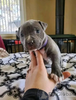 Foto №1. american pit bull terrier - zum Verkauf in der Stadt Augsburg | verhandelt | Ankündigung № 165355