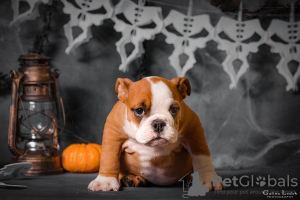 Foto №1. englische bulldogge - zum Verkauf in der Stadt Odessa | 568€ | Ankündigung № 124929