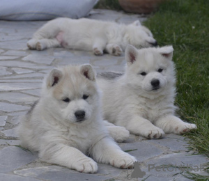 Zusätzliche Fotos: Siberian Husky Welpe zu verkaufen