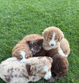 Foto №4. Ich werde verkaufen australian shepherd in der Stadt Buggenhout. quotient 	ankündigung - preis - 580€