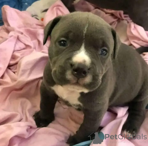 Foto №2 zu Ankündigung № 167434 zu verkaufen american pit bull terrier - einkaufen USA 