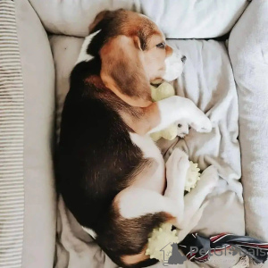 Foto №2 zu Ankündigung № 138247 zu verkaufen beagle - einkaufen USA züchter