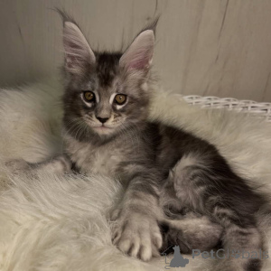 Foto №4. Ich werde verkaufen maine-coon-katze in der Stadt Talaveri. züchter - preis - 950€