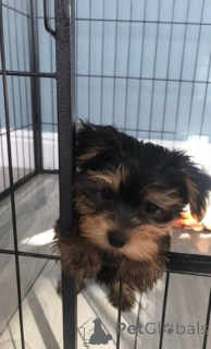 Foto №2 zu Ankündigung № 144937 zu verkaufen  - einkaufen Spanien 