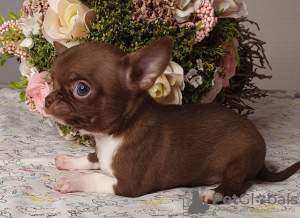 Foto №3. Chihuahua Chocolate Mini Boy. Russische Föderation
