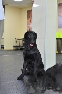 Foto №2 zu Ankündigung № 14842 zu verkaufen flat coated retriever - einkaufen Frankreich vom kindergarten
