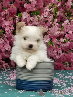 Foto №3. Welpen Maltip Mini. Russische Föderation