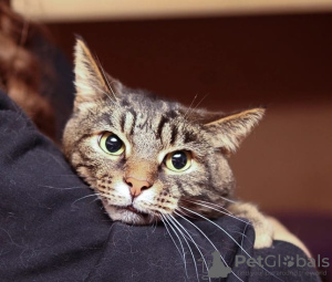 Foto №2 zu Ankündigung № 130809 zu verkaufen  - einkaufen Russische Föderation quotient 	ankündigung