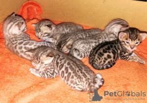 Foto №1. bengal katzenrasse - zum Verkauf in der Stadt Viersen | 320€ | Ankündigung № 63752