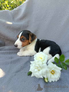 Foto №3. Standard Jack Russell Terrier JRT. Polen