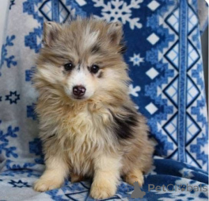 Foto №2 zu Ankündigung № 161255 zu verkaufen  - einkaufen Großbritannien 